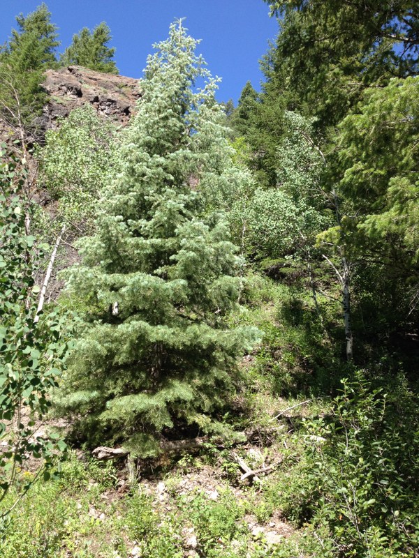 White Fir